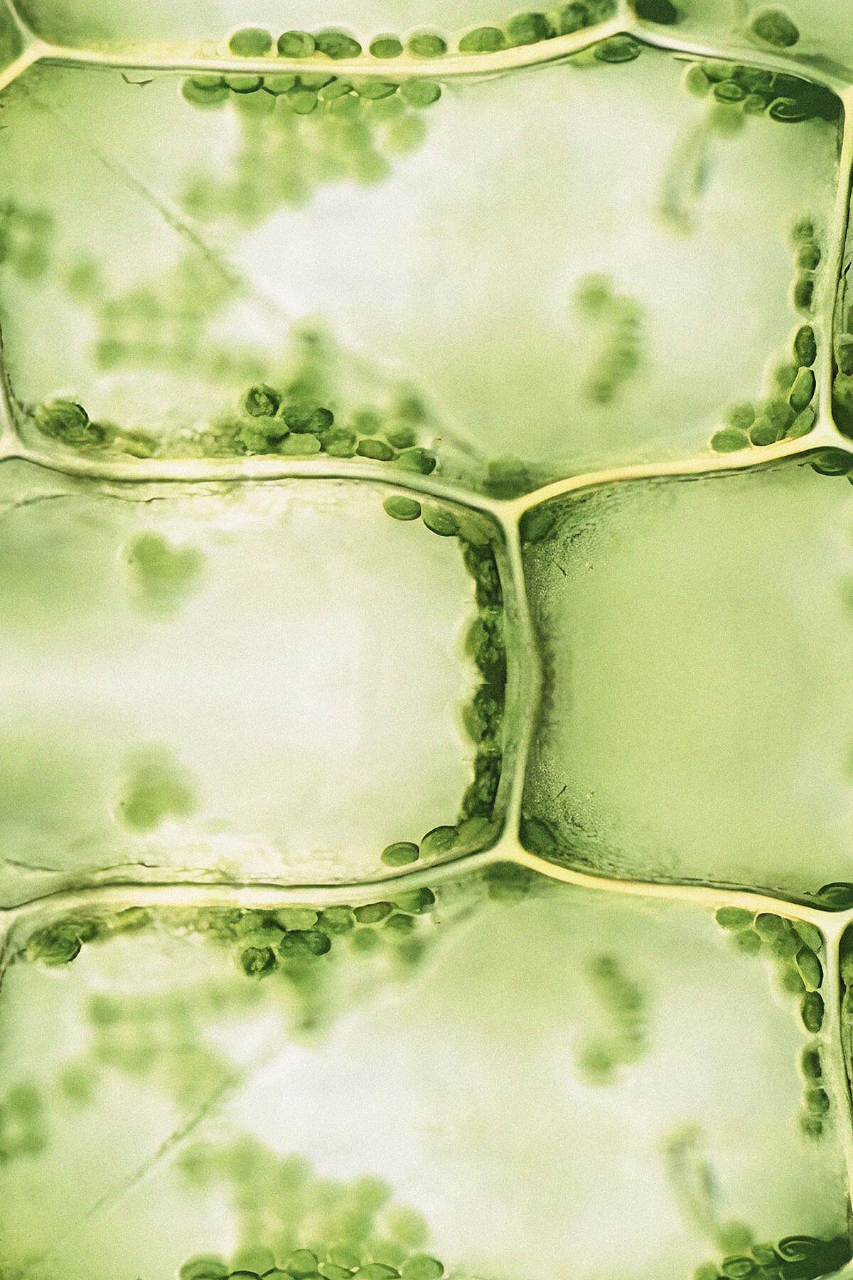 hormonal tile